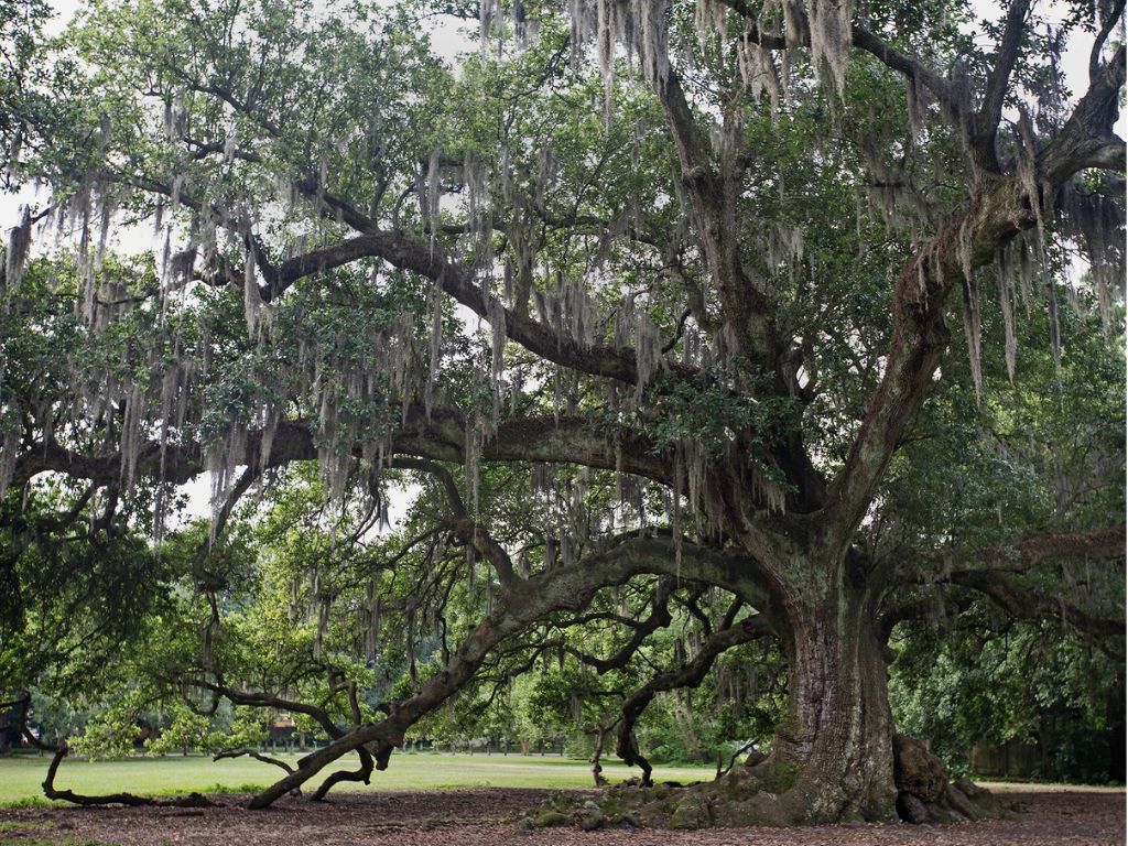 Audubon Park