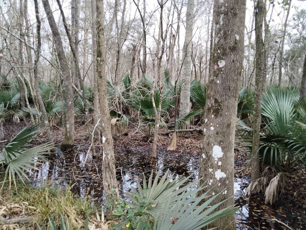 Barataria Preserve