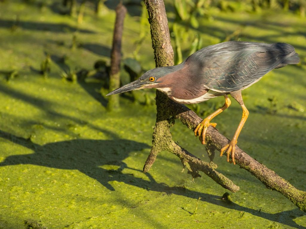 Bayou Sauvage Urban National Wildlife Refuge